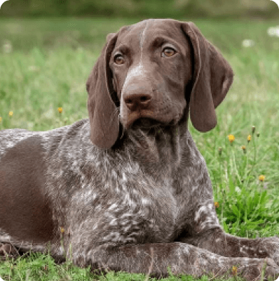 Magnum Pointer dog