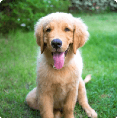 Dogs in Alaska