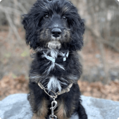 Dogs in California