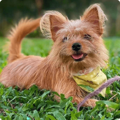 Yorkie Pom dog