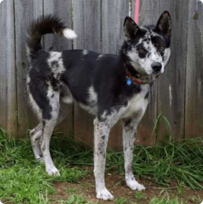 Dogs in Pennsylvania