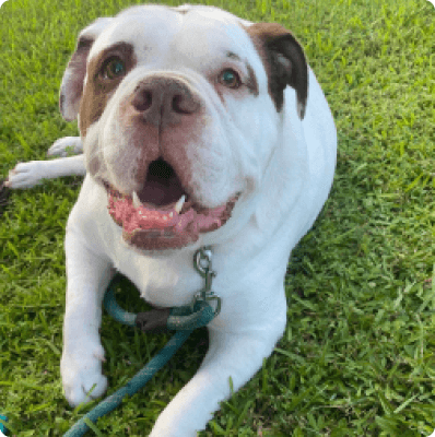 Alapaha blue blood bulldog dog