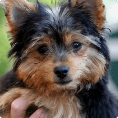 Chorkie dog