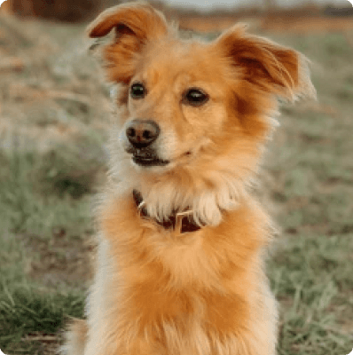 Golden Chi dog