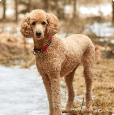 Poodle dog