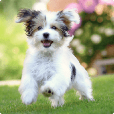 Morkie dog