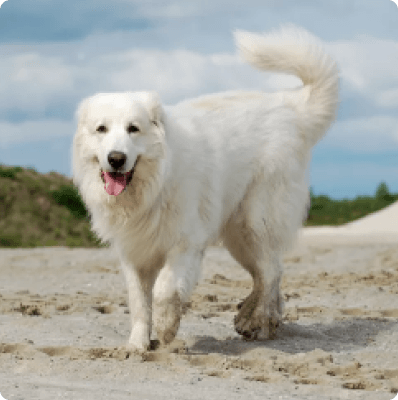 Great Pyrenees dog