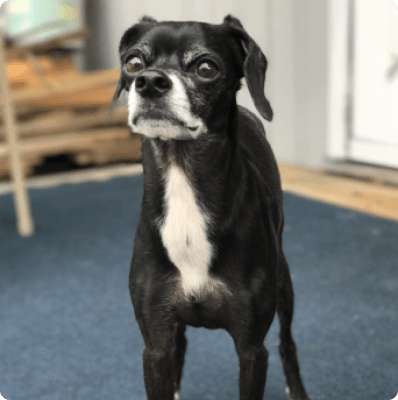Dogs in California
