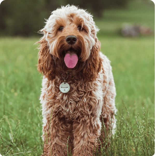 Cockapoo dog