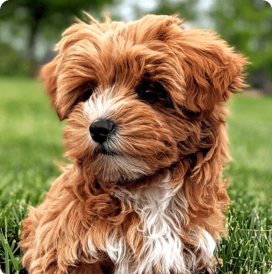 Yorkipoo dog