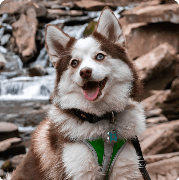 Pomsky dog