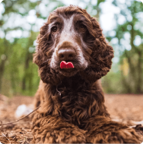 English Cocker Spaniel dog