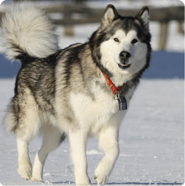 Alaskan Malamute dog