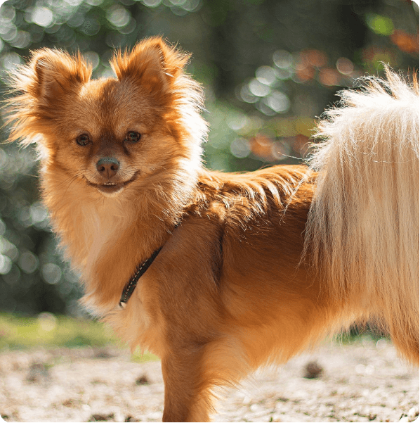 Pomchi dog