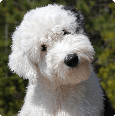 Old English Sheepdog dog