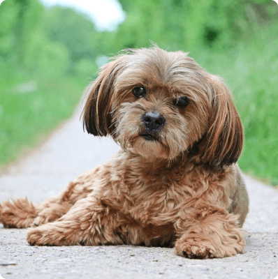 Lhasapoo dog