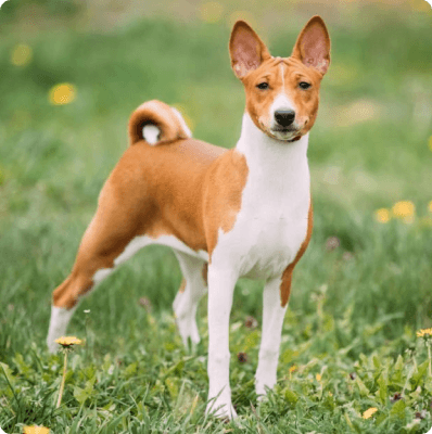 Basenji dog