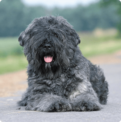 Bouvier des Flandres dog