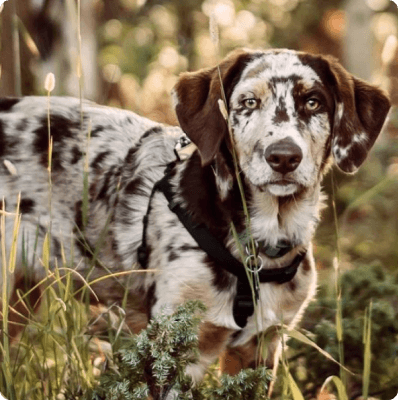 Australian Shepherd Lab Mix dog