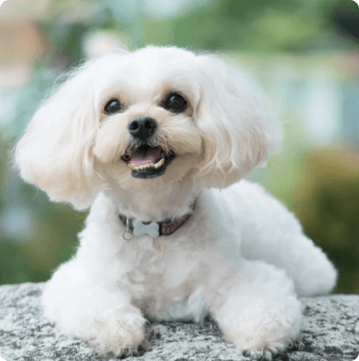 Shih-Poo dog