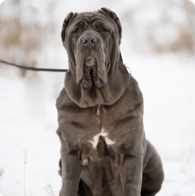 Neapolitan Mastiff dog