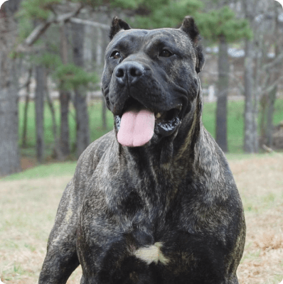 Presa Canario dog