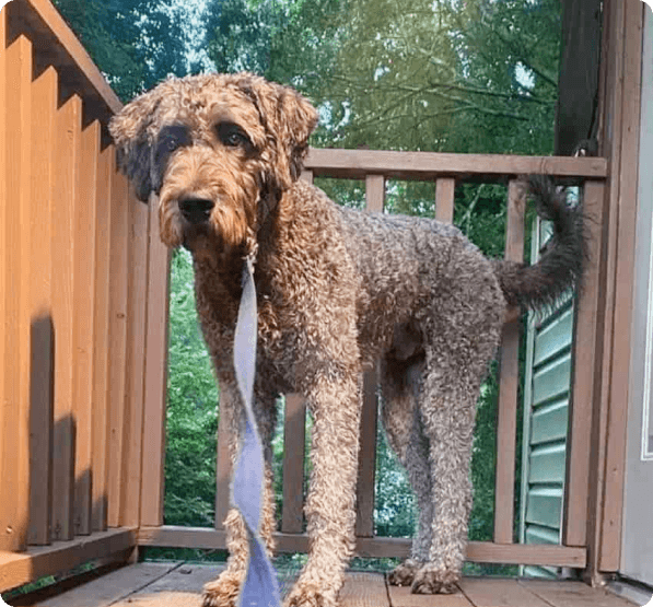 Cane Croso Bernedoodle Mix dog