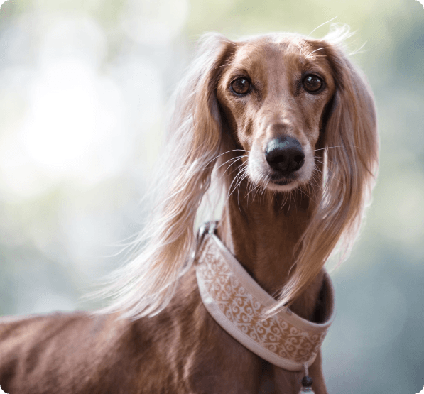 Afghan Hound dog