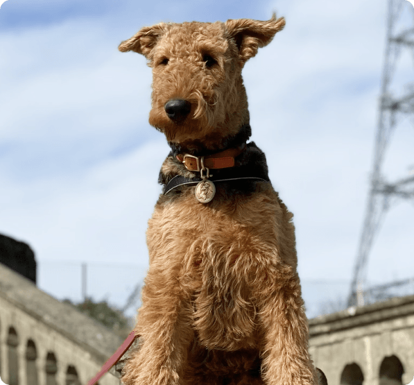 Airedale Terrier dog