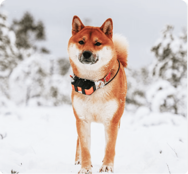 Akita dog