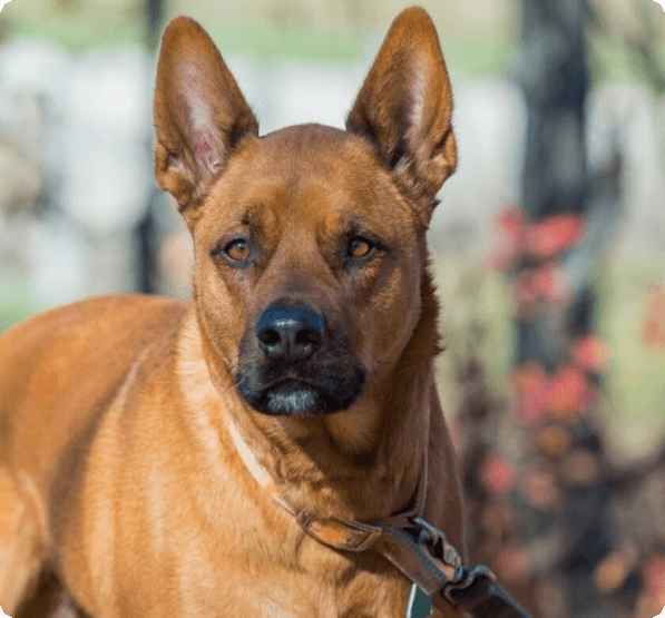 Akita Pit dog