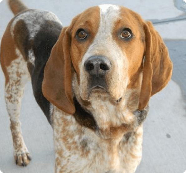 American English Coonhound dog