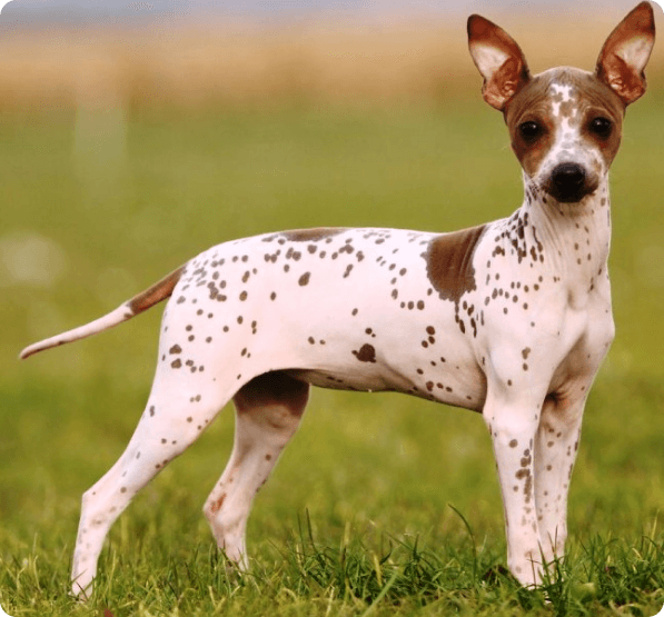 American Hairless Terrier dog