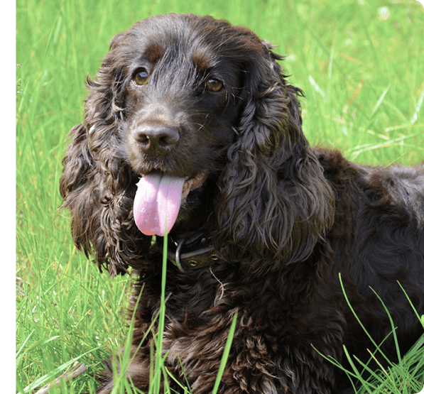 American Water Spaniel dog