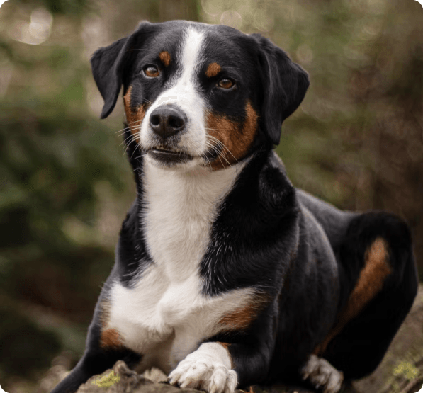 Appenzeller Sennenhunde dog