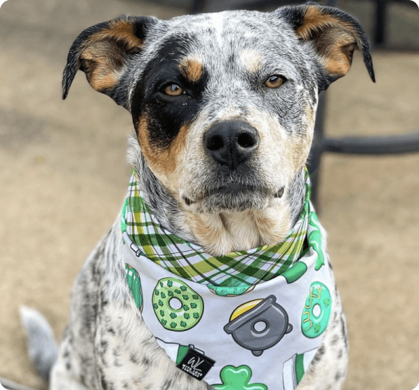 Australian Shepherd Pit Bull Mix dog