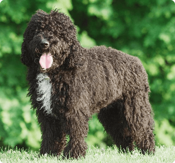 Barbet dog