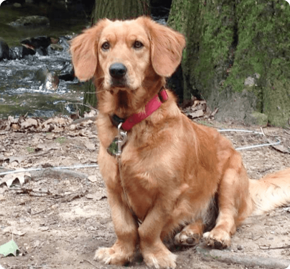 Basset Retriever dog