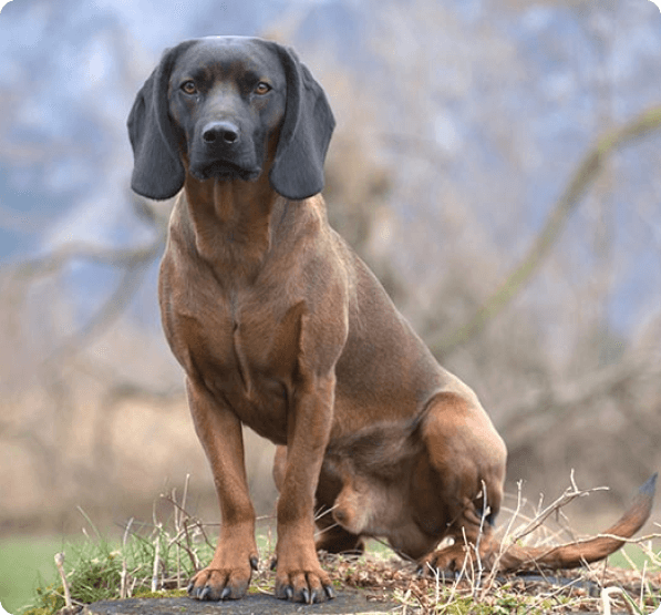 Bavarian Mountain Scent Hound dog