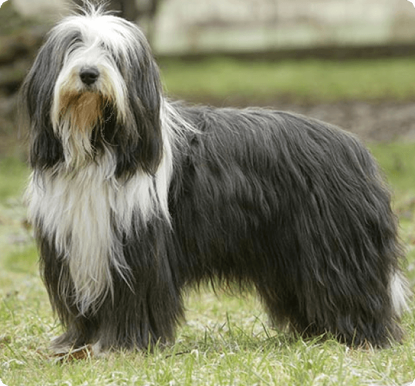 Bearded Collie dog