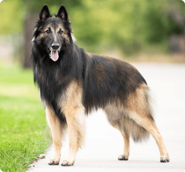 Belgian Tervuren dog