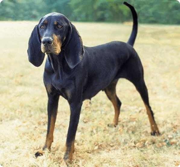 Black and Tan Coonhound dog