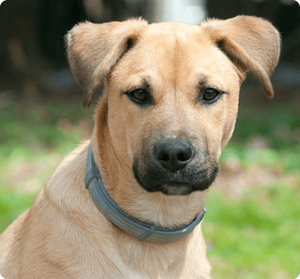 Black Mouth Cur dog