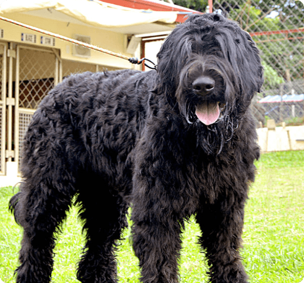 Black Russian Terrier dog