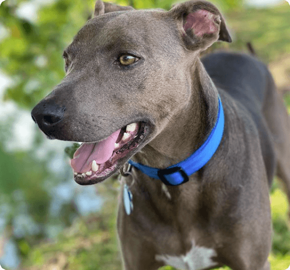 Blue Lacy dog