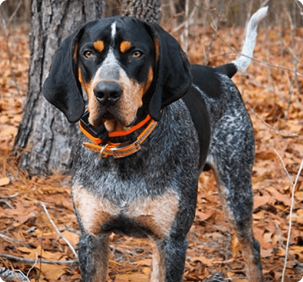 Bluetick Coonhound dog