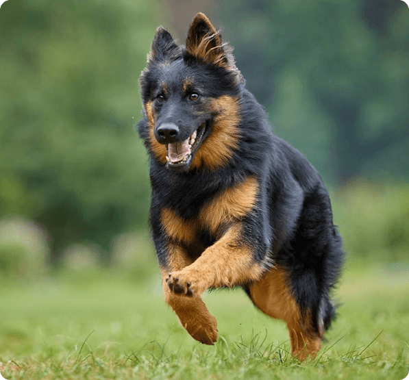 Bohemian Shepherd dog