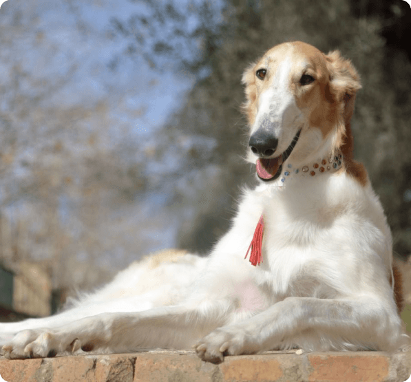 Borzoi dog