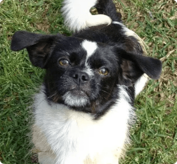 Boston Terrier Pekingese Mix dog