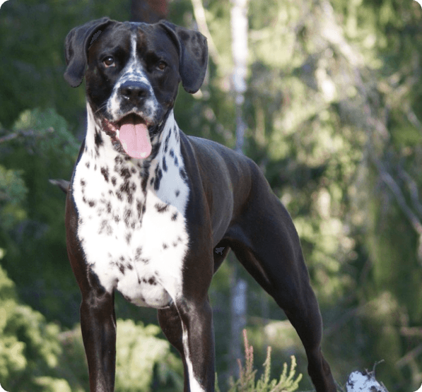 Dogs in North Dakota